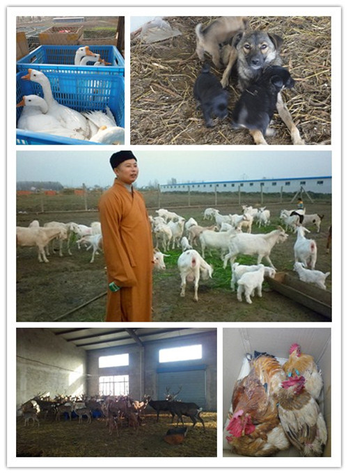 放生图片.jpg