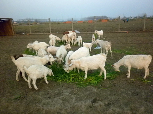 羊羊们欢乐的吃着青草2.jpg
