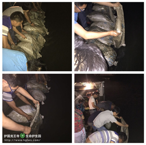 齐力放生 晚.jpg