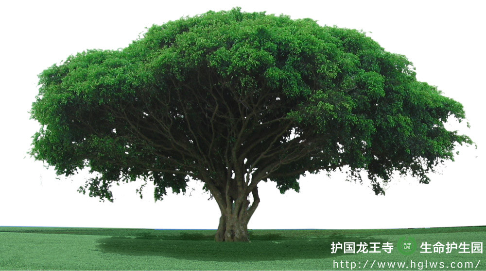 shushen_副本.jpg